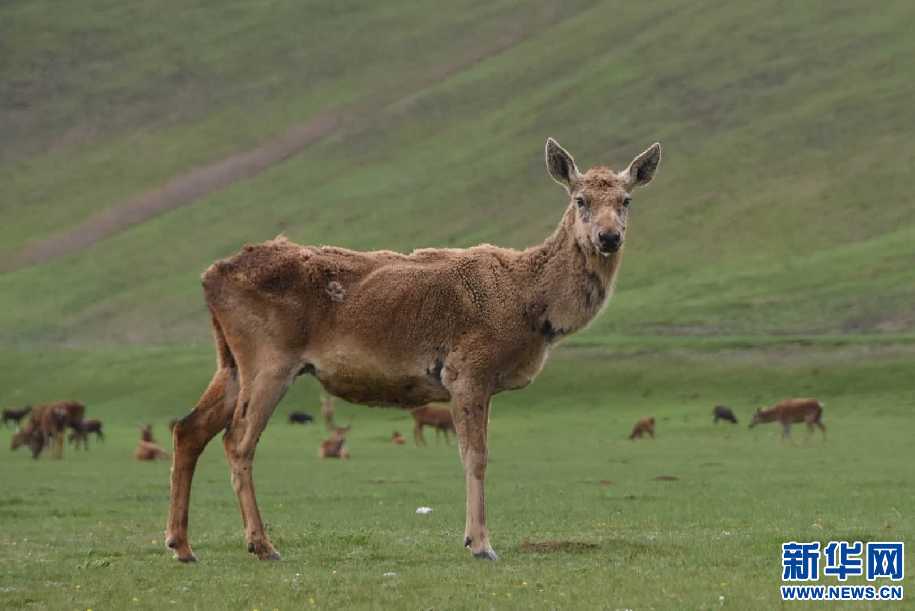 西藏昌都:保护区内看马鹿(图)